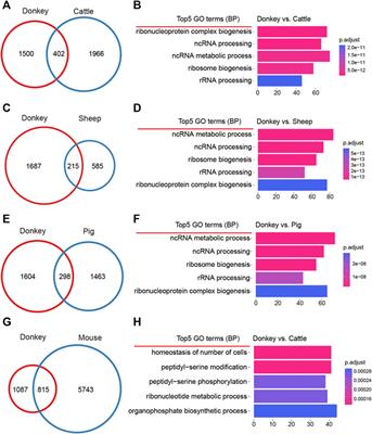 Comparative Transcriptomics Uncover the Uniqueness of Oocyte Development in the Donkey